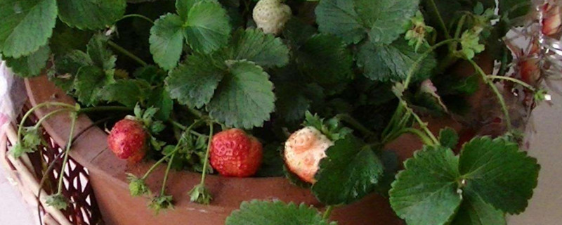 草莓匍匐茎繁殖法