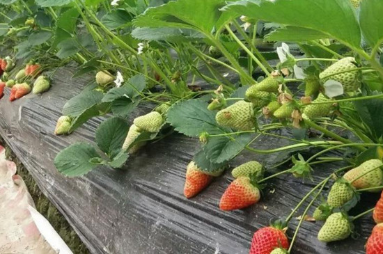 草莓匍匐茎繁殖法