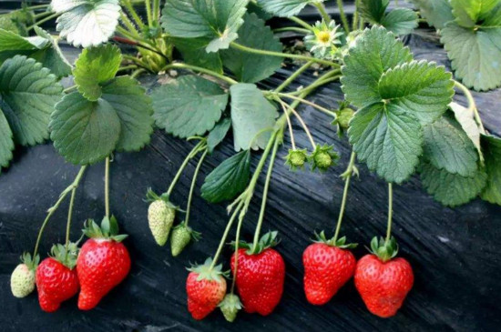 草莓匍匐茎的繁殖要点