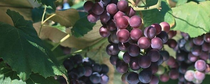 像葡萄一样的紫黑水果
