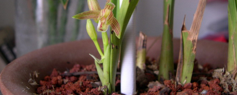 矮兰花是地生兰里面的一个新品种,它的繁殖能力非常强,通常单株生长