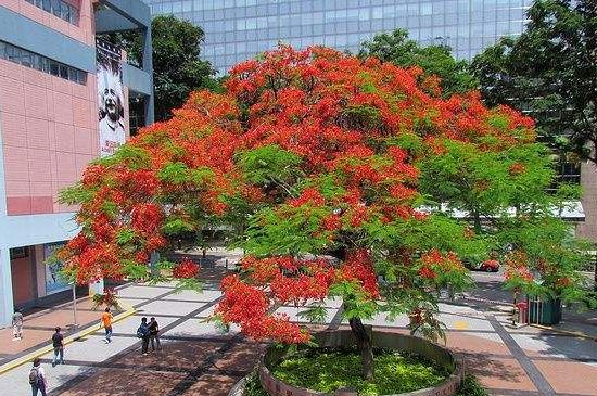 厦门和台南的市树是