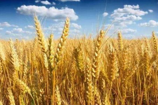 种小麦一亩地成本是多少