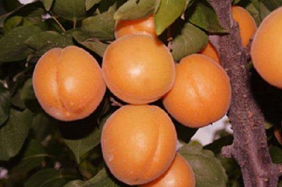 哪种杏最甜
