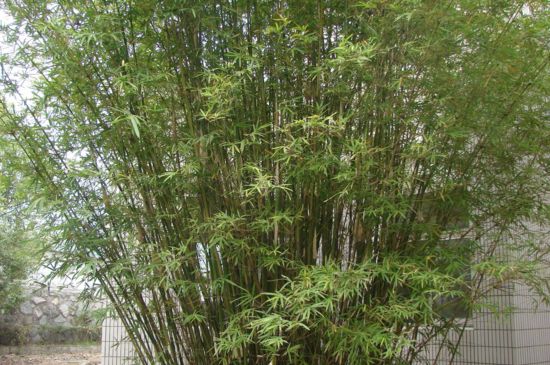 四季竹的特点