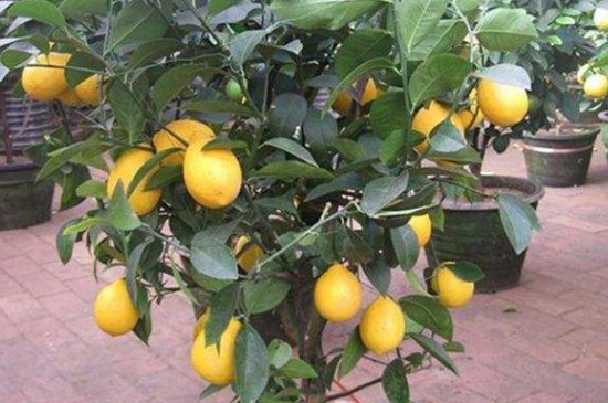 柠檬树禁忌