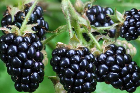 比桑葚大黑色的水果