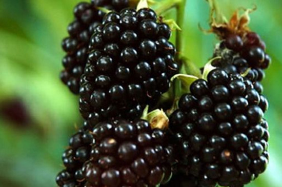 比桑葚大黑色的水果