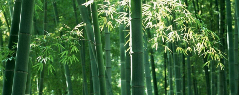 庭院竹和四季竹的区别