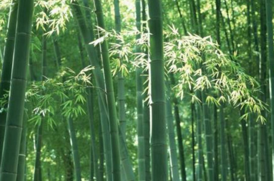 庭院竹和四季竹的区别