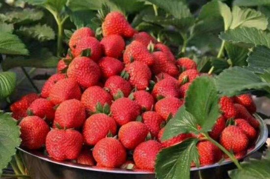 露天草莓最佳移栽时间