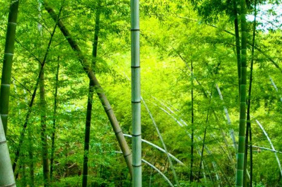 竹子的养殖方法及养护知识