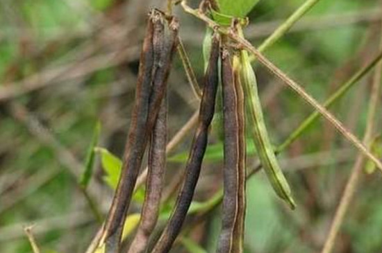 赤小豆几月份种