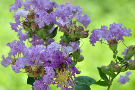 紫檀花卉养殖方法