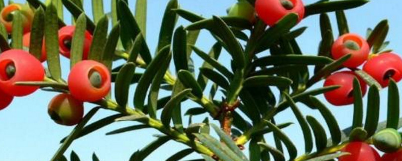 红豆杉扦插时间和方法