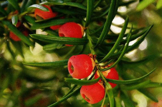红豆杉扦插时间和方法