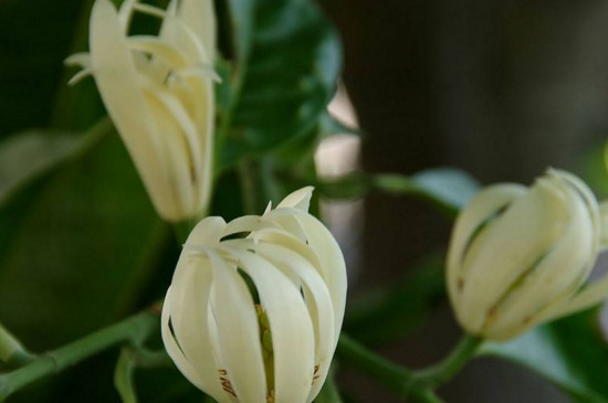 缅桂花可以种在家里吗