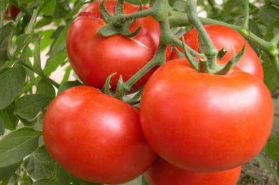 番茄属于热性还是凉性