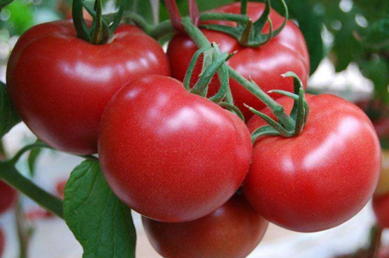番茄属于热性还是凉性