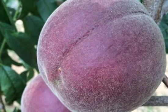 紫色桃子是什么品种