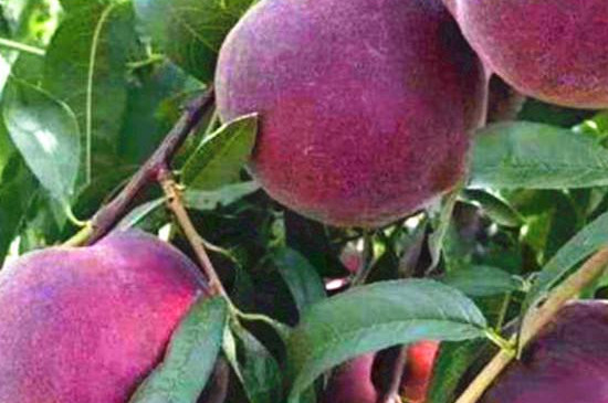 紫色桃子是什么品种