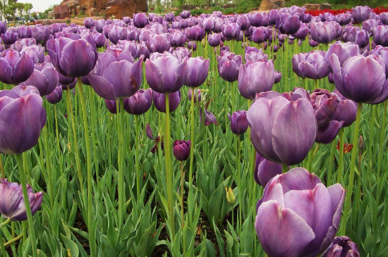 紫色郁金香花语和寓意