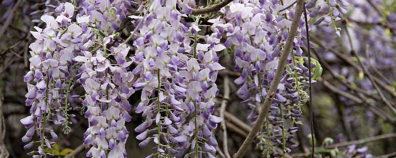 紫藤一年长几米
