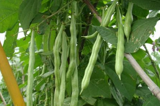芸豆从种到收多少天