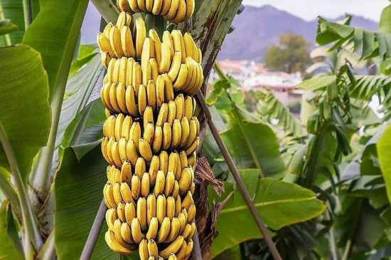 香蕉是木本植物吗