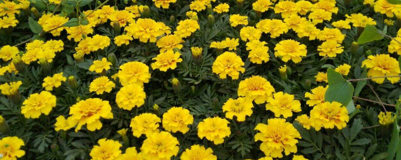 黄颜色花品种