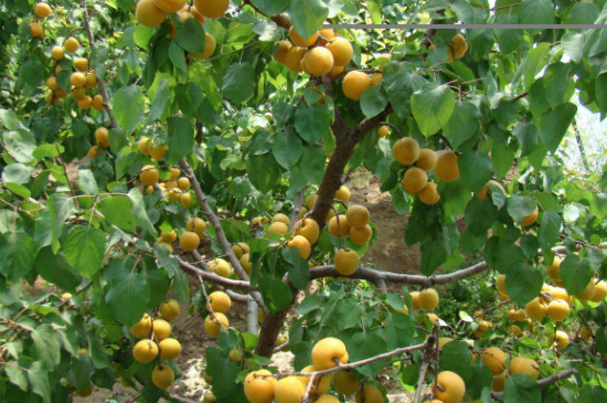 杏树的特点及介绍