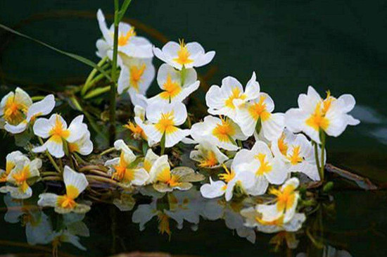 水性杨花是什么花