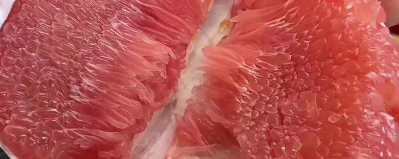 泰国红宝石柚种植温度要求