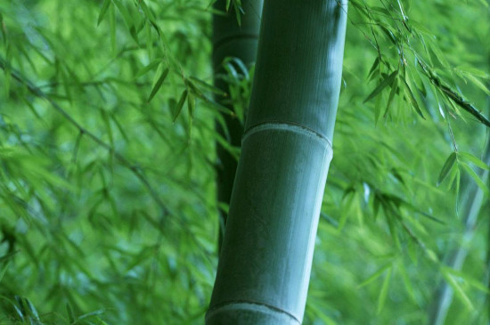 海南多彩竹怎么养