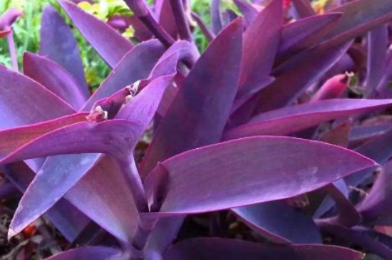 紫竹梅為什麼不能種家裏?