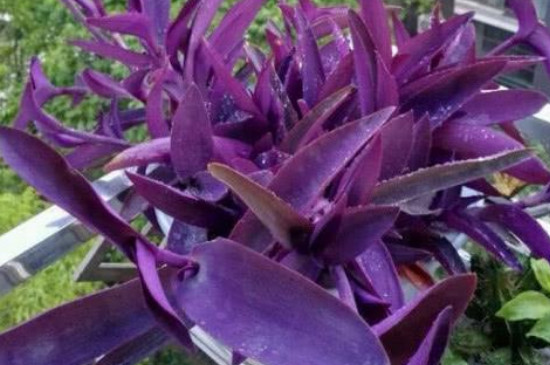 紫竹梅為什麼不能種家裏?