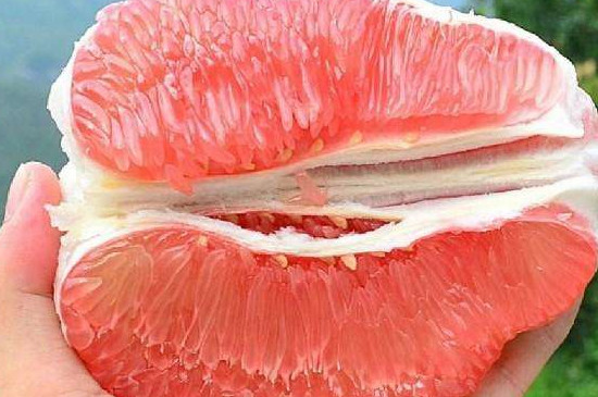 红心柚子是凉性的吗