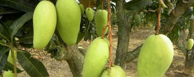 芒果树的种植与养护