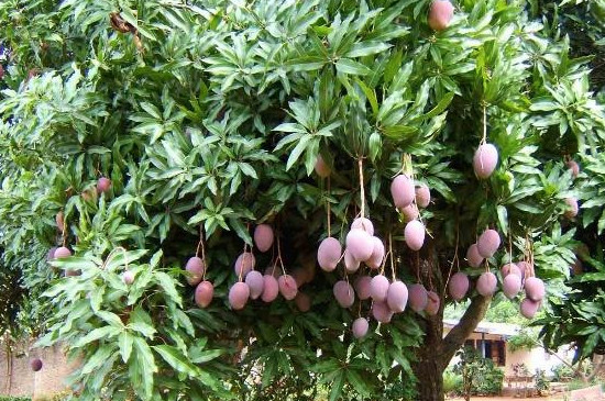 芒果树的种植与养护