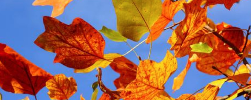为什么秋天的树叶会变黄