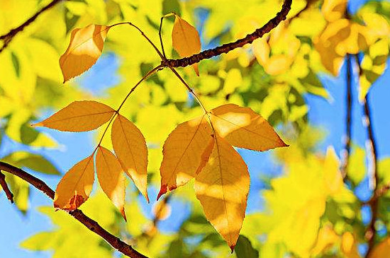 为什么秋天的树叶会变黄