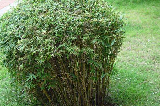 凤尾竹需要什么土壤