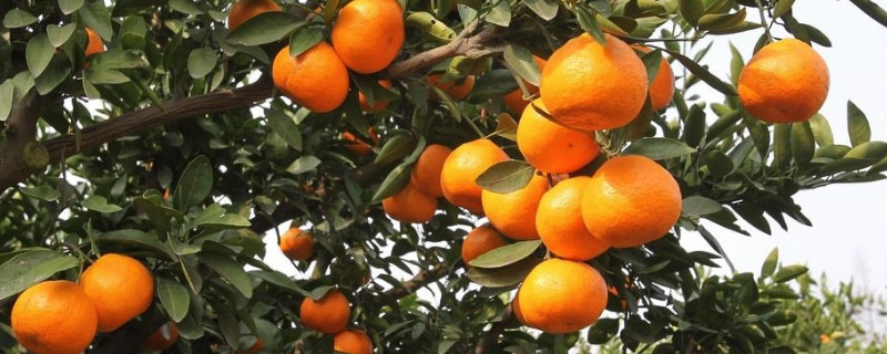 柑橘黄化的原因及解决方法