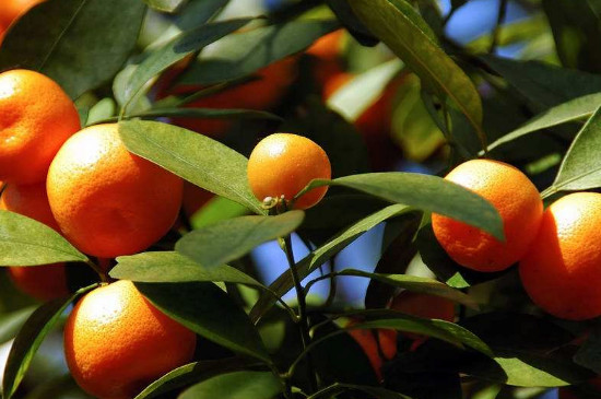 柑橘黄化的原因及解决方法