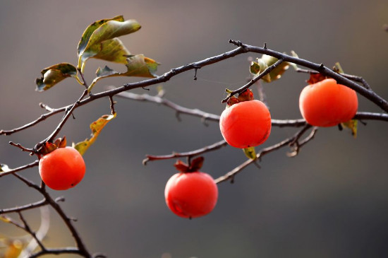 树头红是什么水果