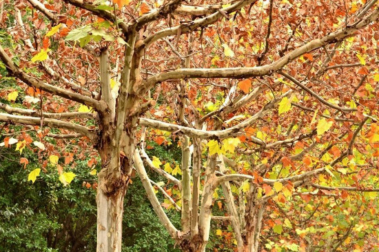 法國梧桐樹木材什麼色