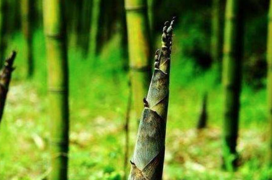 竹笋的生长过程