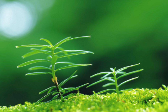  绿色植物从外界吸收什么