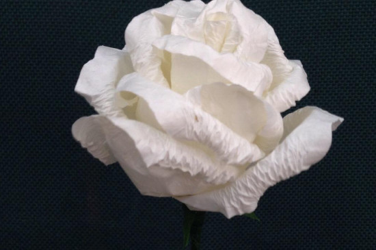 送白玫瑰会不吉利吗