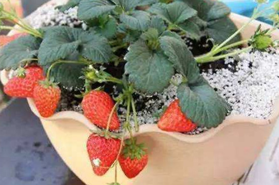 自制草莓营养土